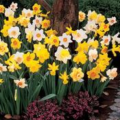 Mixed Daffodils Bulbs (6 Pack) image