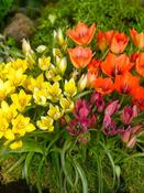 Mixed Single Tulips Bulbs (25 Pack) image