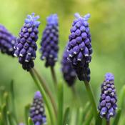 Muscari Armeniacum Night Eyes Bulbs (15 Pack) image