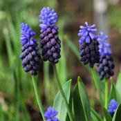 Muscari Latifolium Bulbs (25 Pack) image