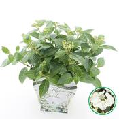 Hydrangea Runaway Bride White Flowering image