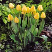 Tulip Single Golden Apeldoorn Bulbs (10 Pack) image