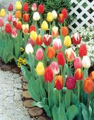 Venus Single Tulip Mix Bulbs (10 Pack) image
