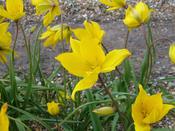 Tulip Species Sylvestris Bulbs (15 Pack) image