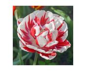 Tulip Double Carnaval de Nice Bulbs (8 Pack) image