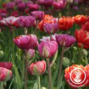 Tulips Mixed Double Bulbs (8 Pack) image