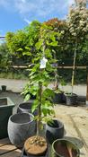 Hoheria glabrata  Lacebark Tree