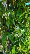 Trachelospermum Jasminoides Arch  | Evergreen Star Jasmine