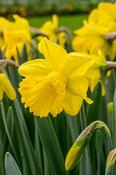Yellow Trumpet Daffodils Mixed Bulbs (25kg Pack) image