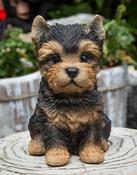Yorkshire Terrier Pup image