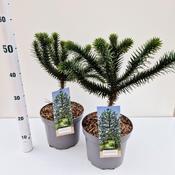 Araucaria araucana Monkey Puzzle Tree Evergreen Conifer image