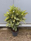 Aucuba Crotonifolia | Evergreen Spotted Laurel image