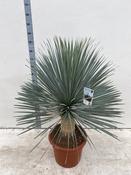 Yucca rostrata Blue Swan (Beaked Yucca) 130cm