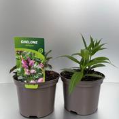 Chelone obliqua Turtlehead Pink Perennial Plant image