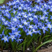 Chionodoxa Luciliae Bulbs (20 Pack) image