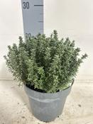 Common Thyme White Thymus Vulgaris image