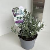 Convolvulus cneorum – Silver Bush Evergreen Shrub image