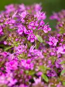 Pink Creeping Thyme Plant (9cm Pot) image