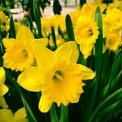 Daffodil Dutch Master (3Kg) image
