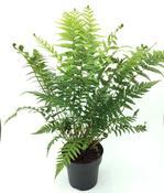Tree Fern Dicksonia Antarctica Plant 2L Pot image