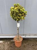 Euonymus japonicus Aureus Stem  | Evergreen Standard Tree image