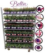 Fuchsia Mix Summer Flowering Bedding Plants image