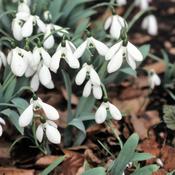 Galanthus elwesii Bulbs (10 Pack) image