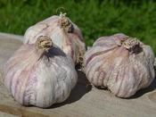 Primor Garlic Bulbs (2 Pack) image