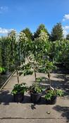 Heptacodium Tianshan Seven Son Flower Ornamental Tree image
