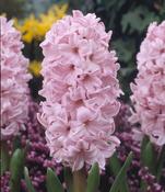 Hyacinth Fondant Bulbs (3 Pack) image