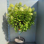 Hydrangea Limelight Stem XL Patio Tree image