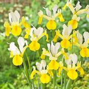 Iris Hollandica Symphony Bulbs (20 Pack) image