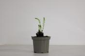 Matteuccia struthiopteris Ostrich Fern Garden Plant image