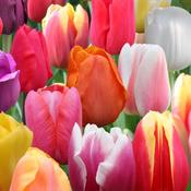 Apollo Tulip Mix Bulbs (8 Pack) image