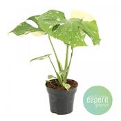 Monstera Thai Constellation