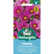 COSMOS Tetra Versailles Dark Rose Mr Fothergills Seeds image