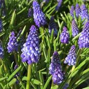Muscari Emmy Bulbs (15 Pack) image