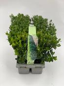Buxus sempervirens |  Boxwood for Hedges image