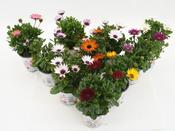 Osteospermum Plants image