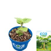 Paulownia elongata Futuro Plant image