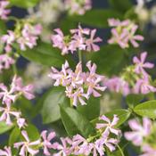 Trachelospermum Pink Air Pink Star Jasmine Plant