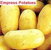 Empress Salad Seed Potatoes 50% off! image