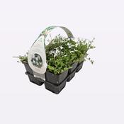 Pratia angulata Low Growing Ground Cover 6 Pack image