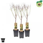 Prunus dulcis Almond Tree image