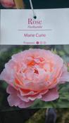 Standard Rose Plant Marie Curie