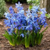 Scilla Siberica Bulbs (20 Pack) image