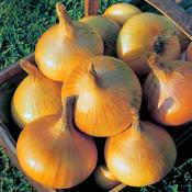 Onion Sets SENSHYU YELLOW (75 Pack) image