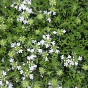Thyme Plant Albiflorus (9cm Pot) image