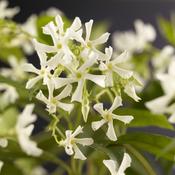 Trachelospermum Jasminoides White Star Jasmine Plant image