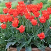 Tulip Little Red Riding Hood Bulbs (10 Pack) image